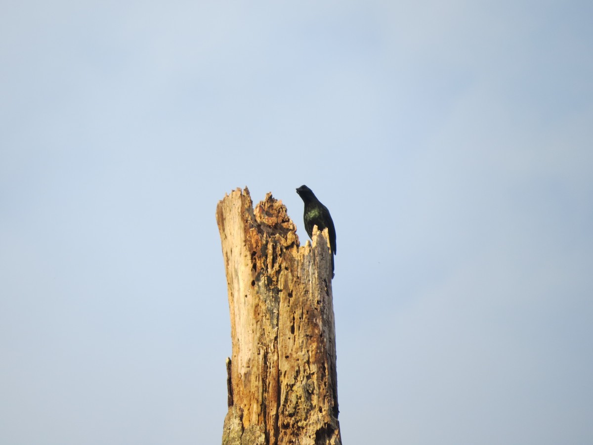 Long-tailed Starling - ML174698081