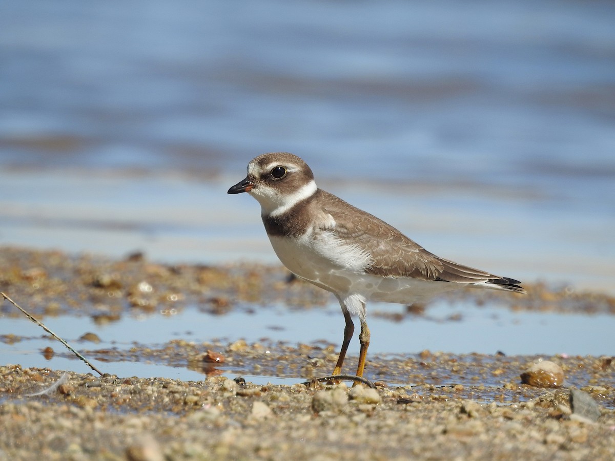 Semipalmated Plover - Mary Rumple