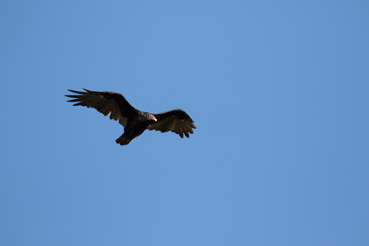 Turkey Vulture - Ronan Nicholson