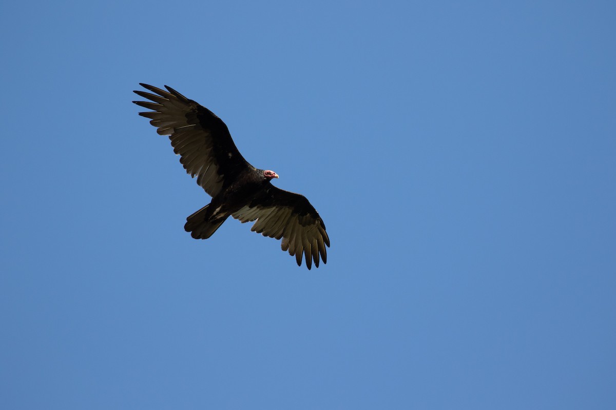 Turkey Vulture - ML174699991