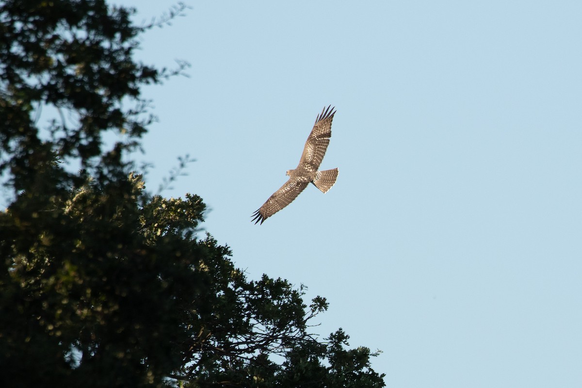 Red-tailed Hawk - ML174700021