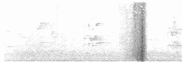 Тихоокеанский коэль - ML174706131