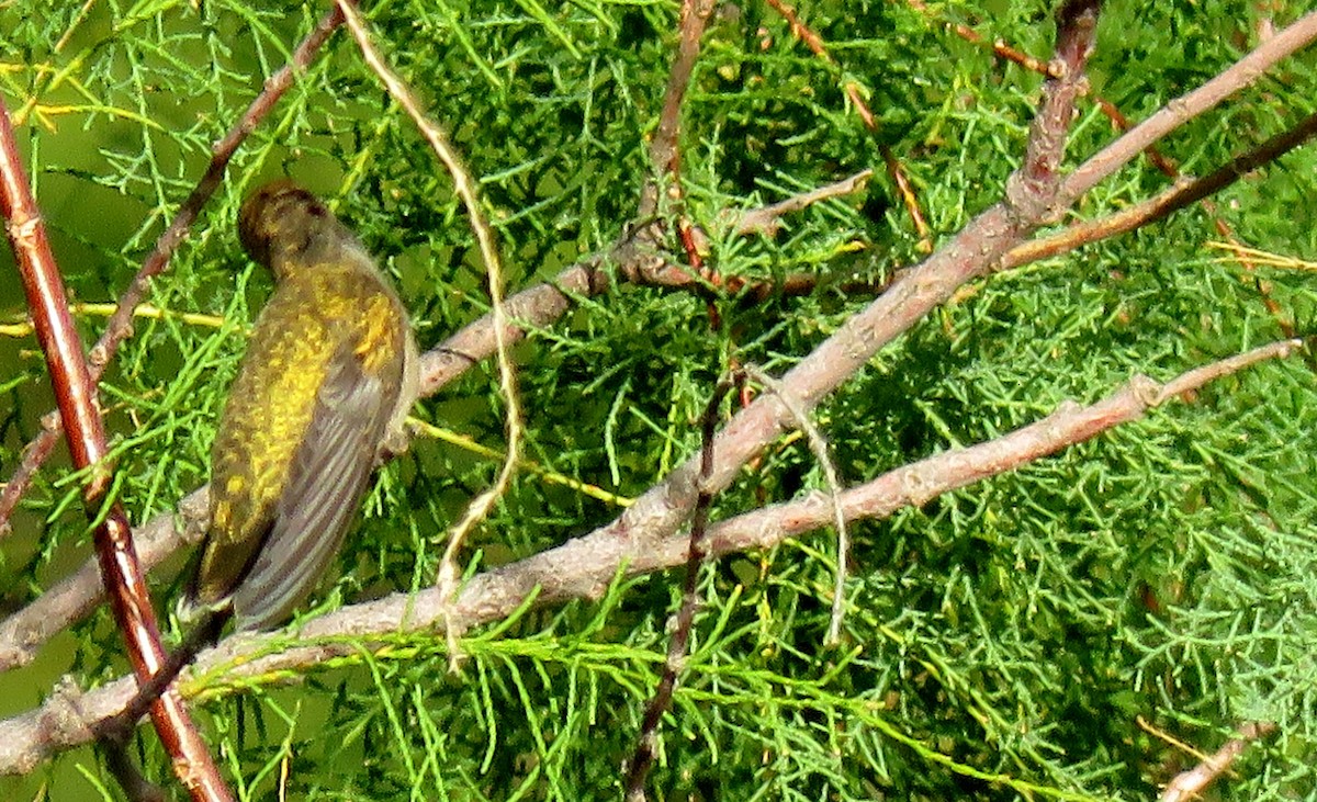 Black-chinned Hummingbird - ML174706911