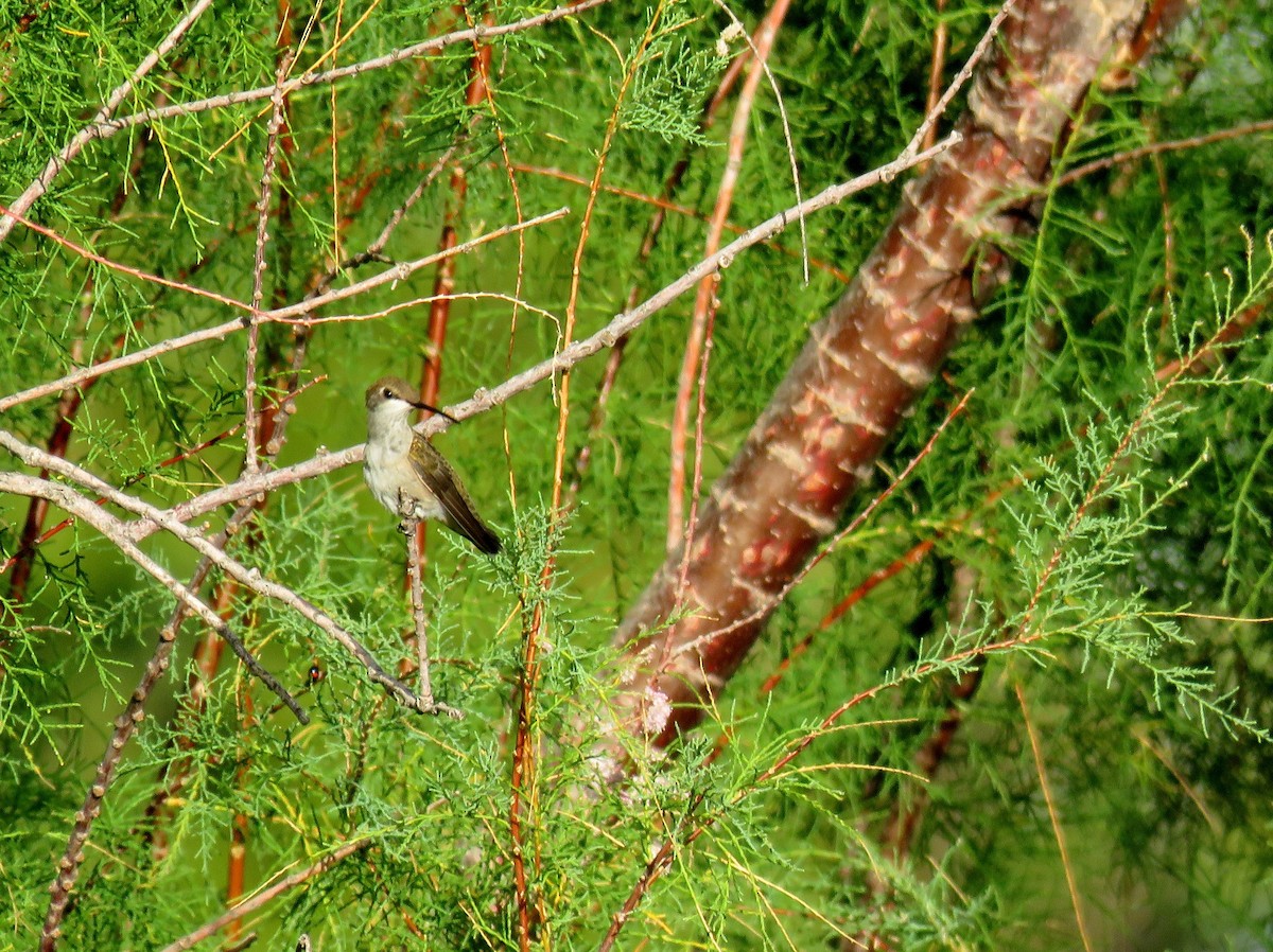 Black-chinned Hummingbird - ML174706991