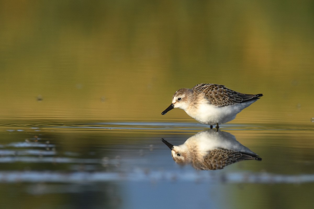 Semipalmated Sandpiper - Andy Bankert