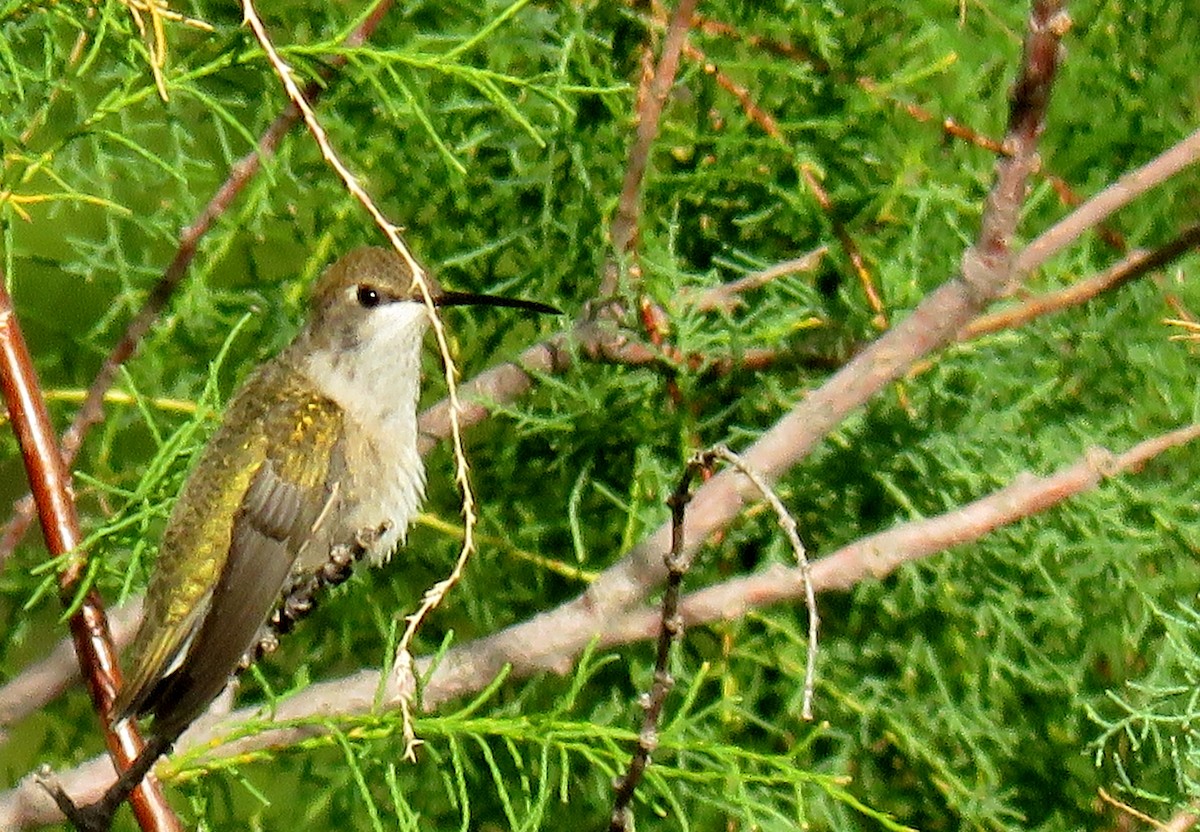Black-chinned Hummingbird - ML174707161