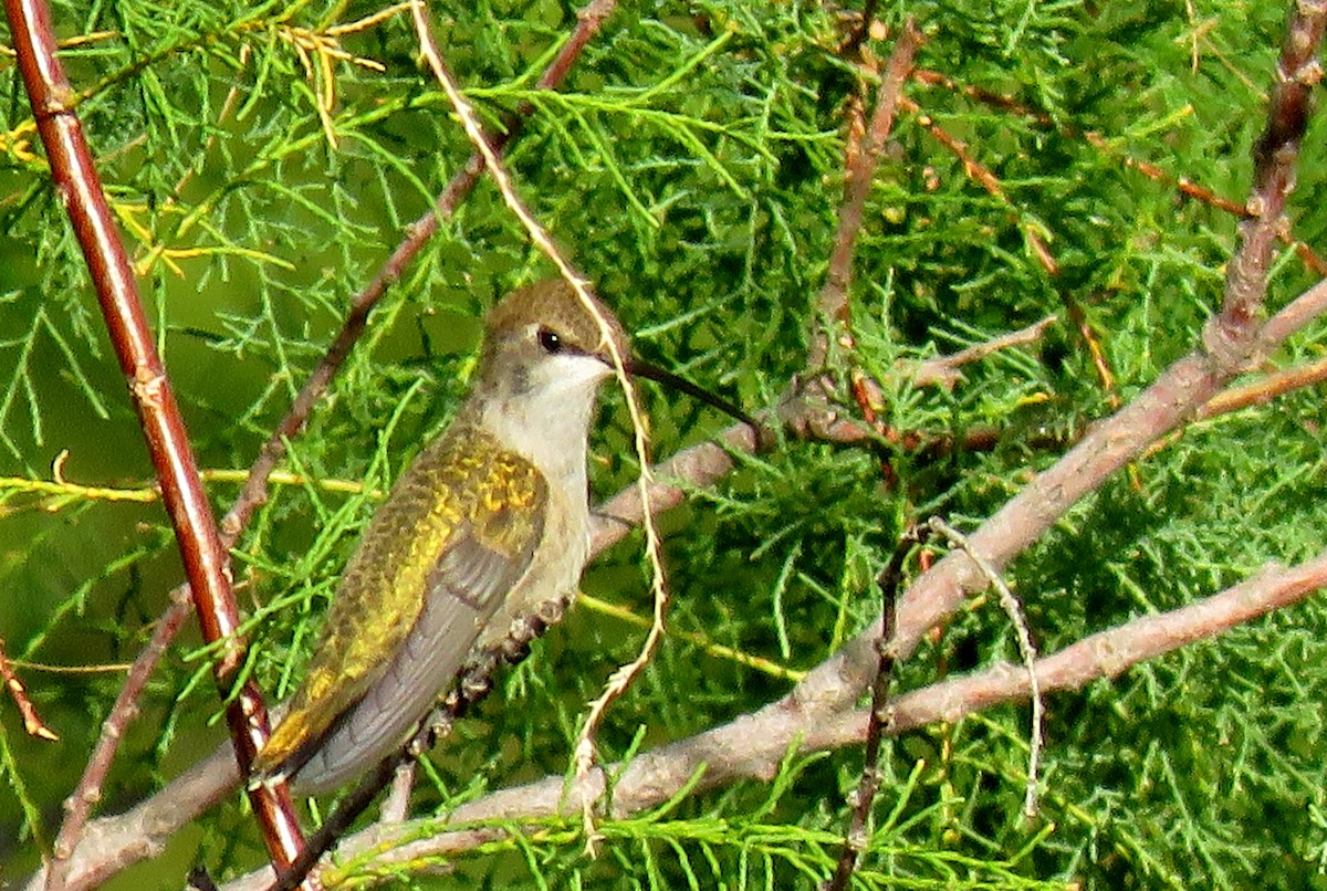 Black-chinned Hummingbird - ML174707191