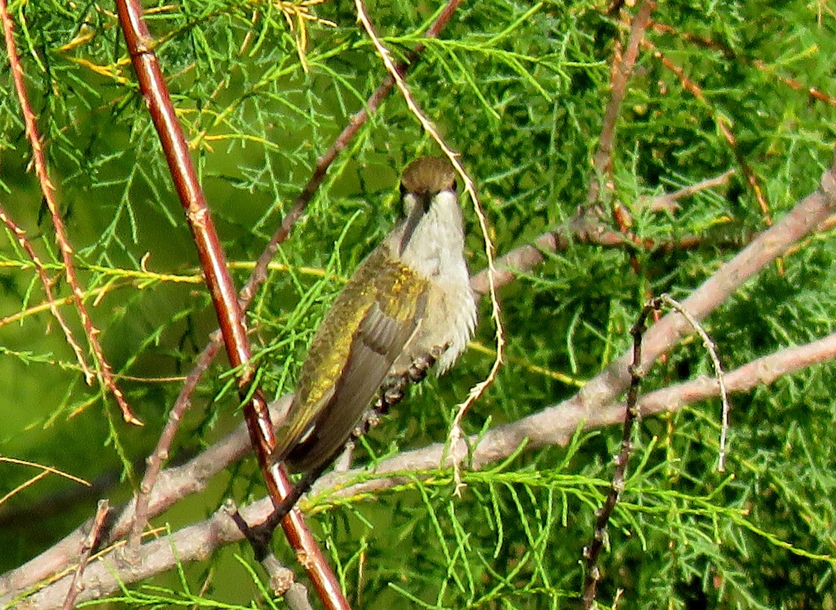 Black-chinned Hummingbird - ML174707211