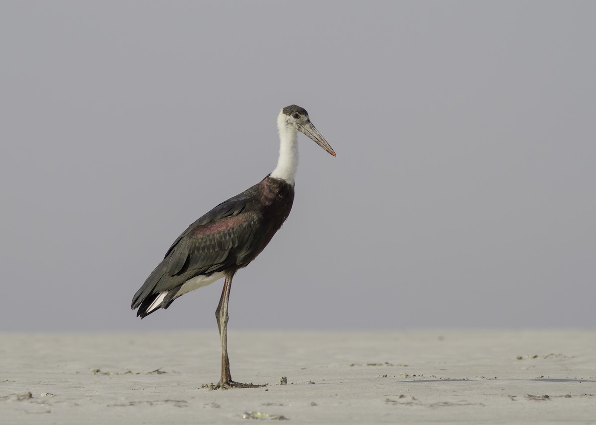 Asian Woolly-necked Stork - ML174708971