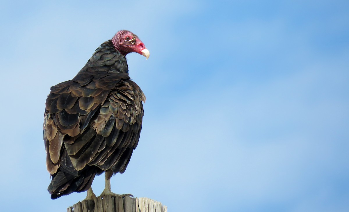 Turkey Vulture - Ed Dunn