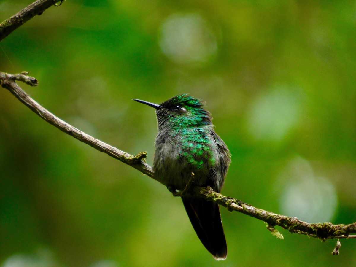 Emerald-chinned Hummingbird - ML174717771
