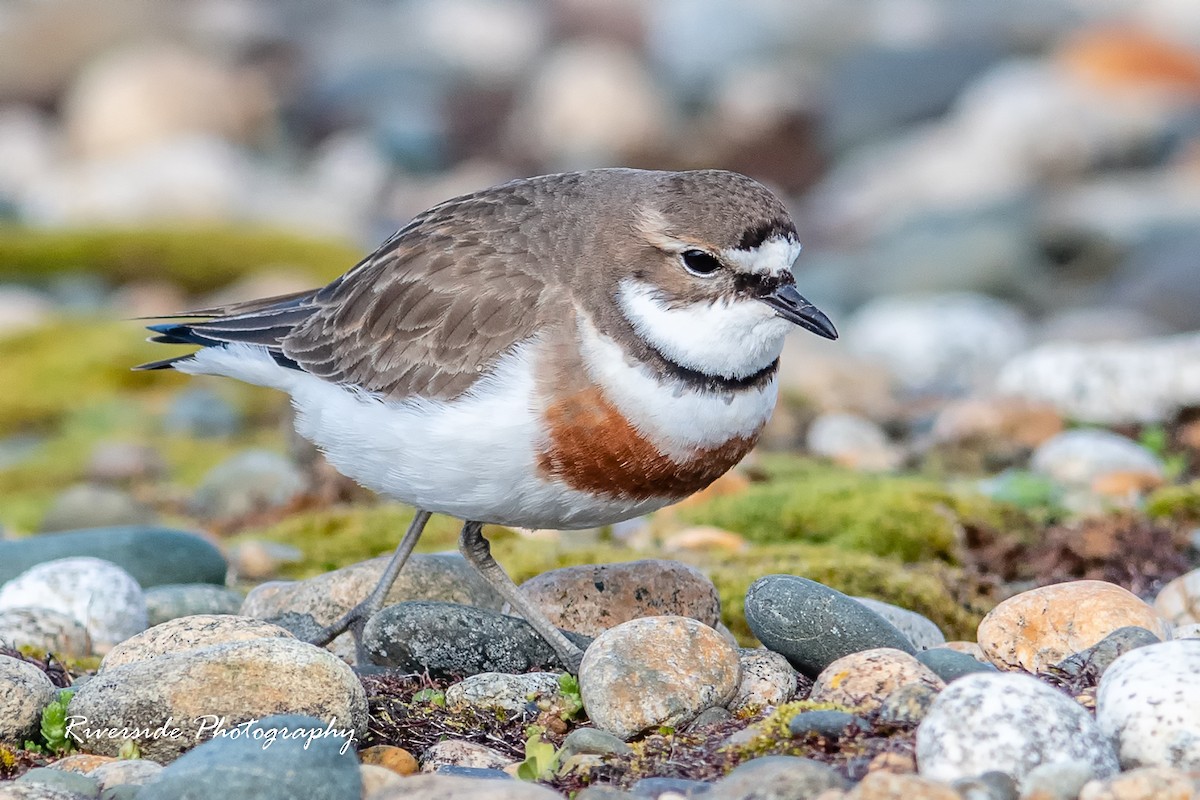 Double-banded Plover - P Lloyd Blakie