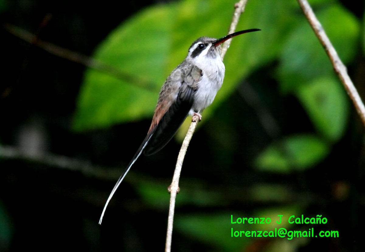 Sooty-capped Hermit - ML174719391