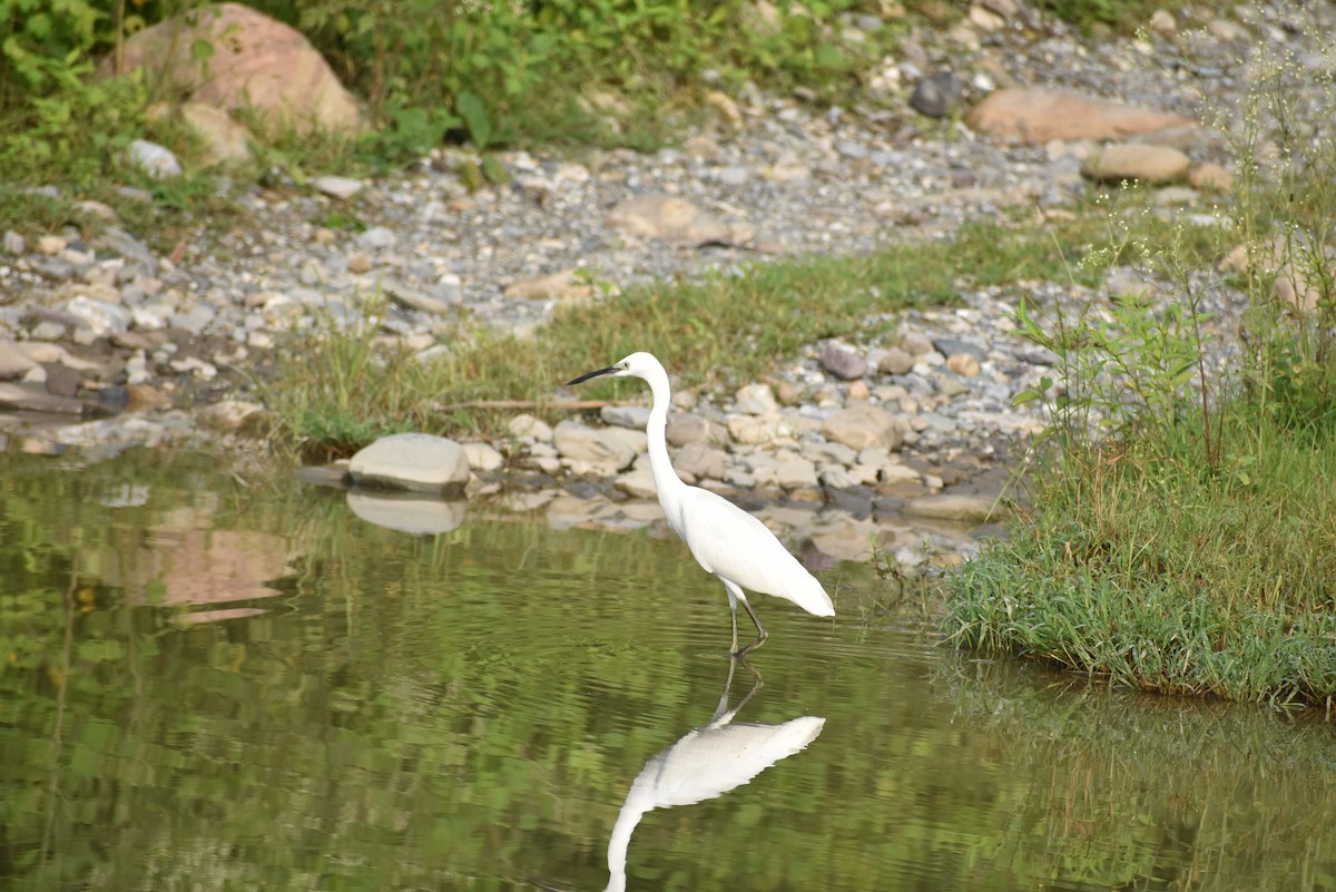 Little Egret - Himanshu Chaudhary