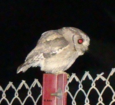 Indian Scops-Owl - ML174720811
