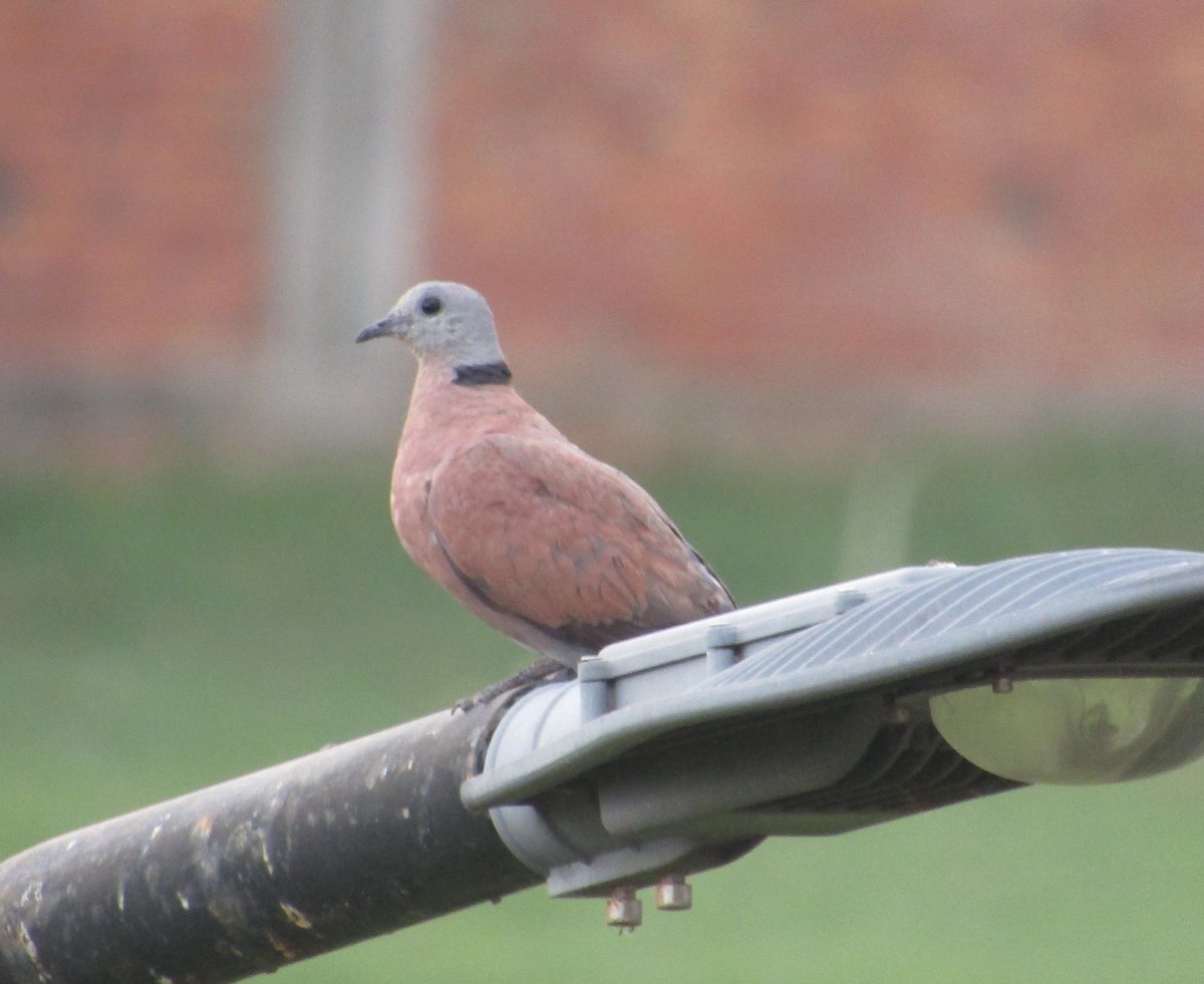 Red Collared-Dove - Josh Hedley