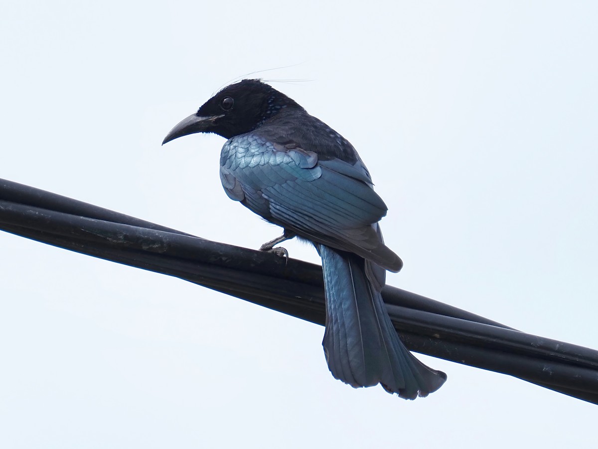 Hair-crested Drongo - ML174728701
