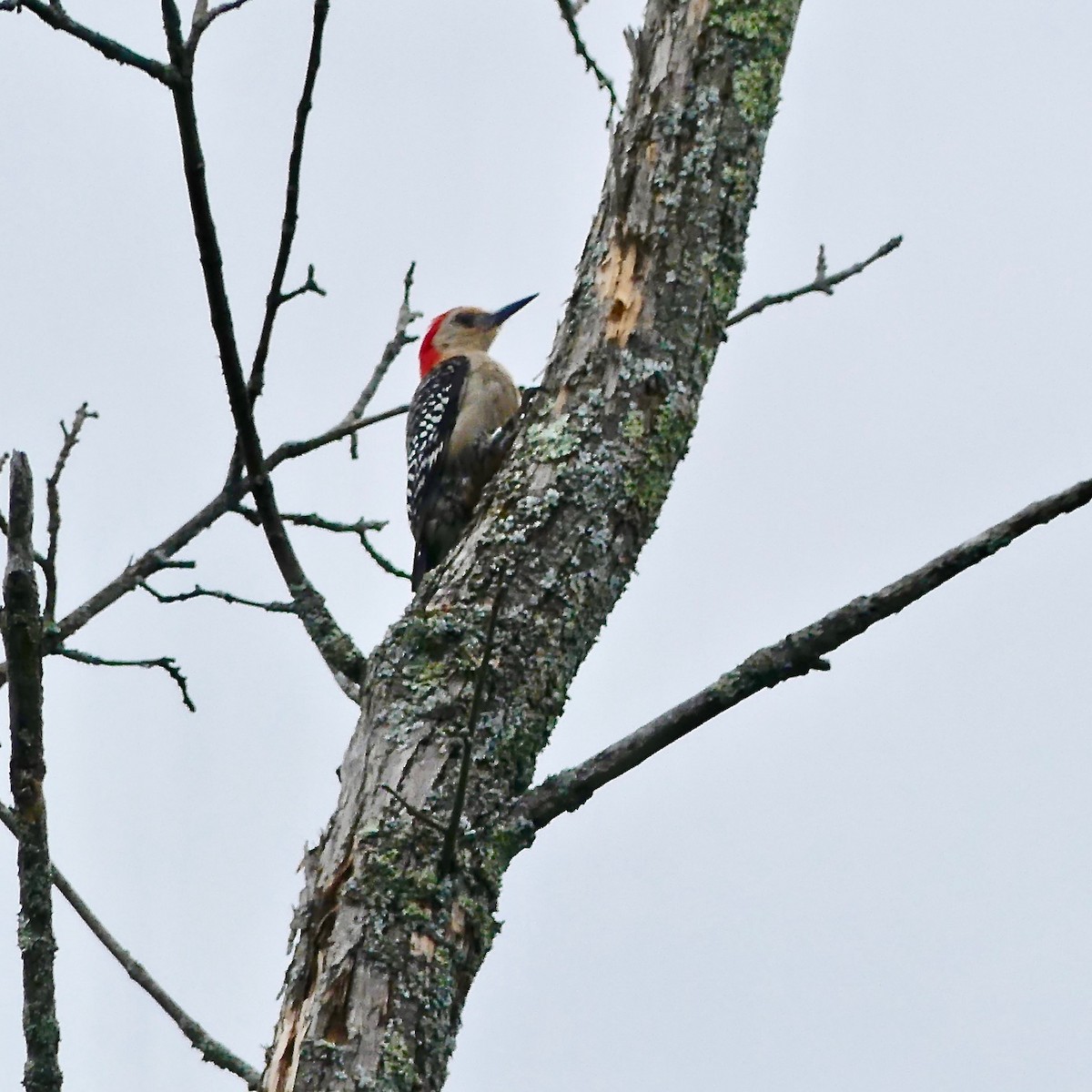 Red-bellied Woodpecker - ML174728711