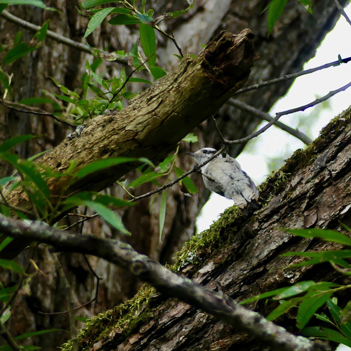 Downy Woodpecker (Eastern) - ML174728751