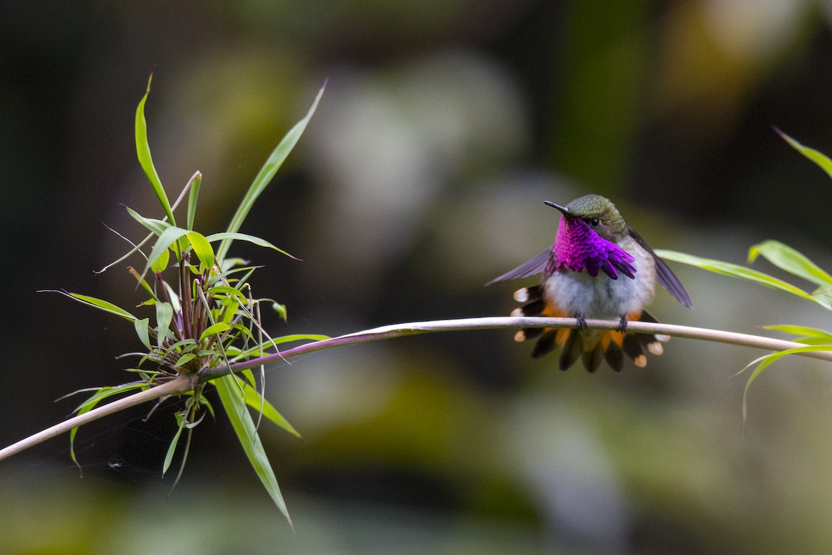 Wine-throated Hummingbird - ML174730981