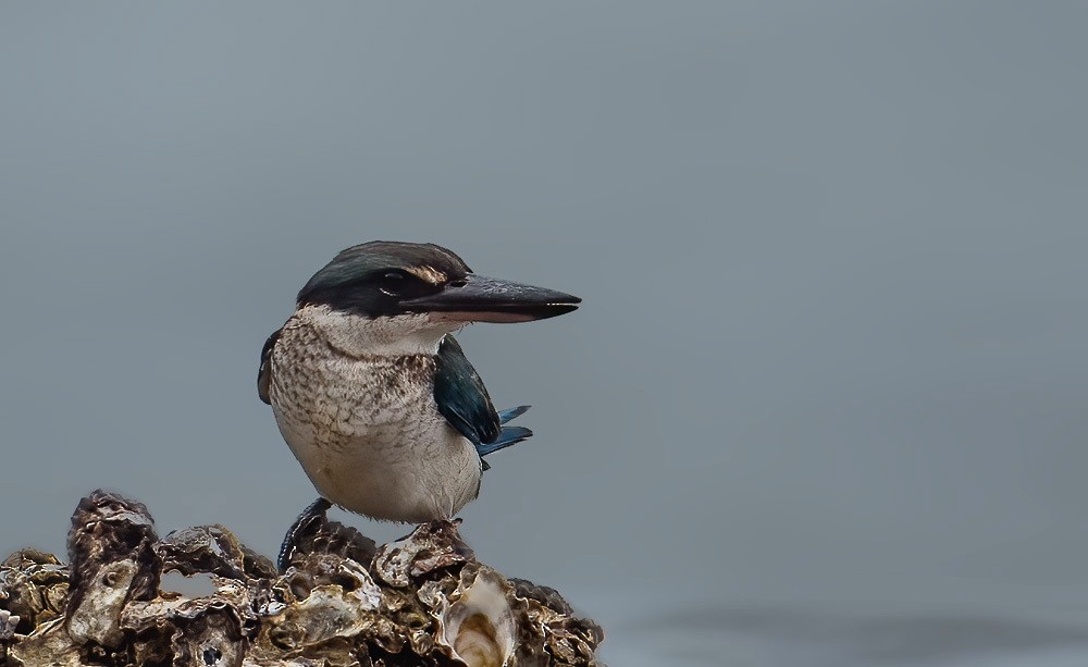 Collared Kingfisher - Helmut Wehowsky