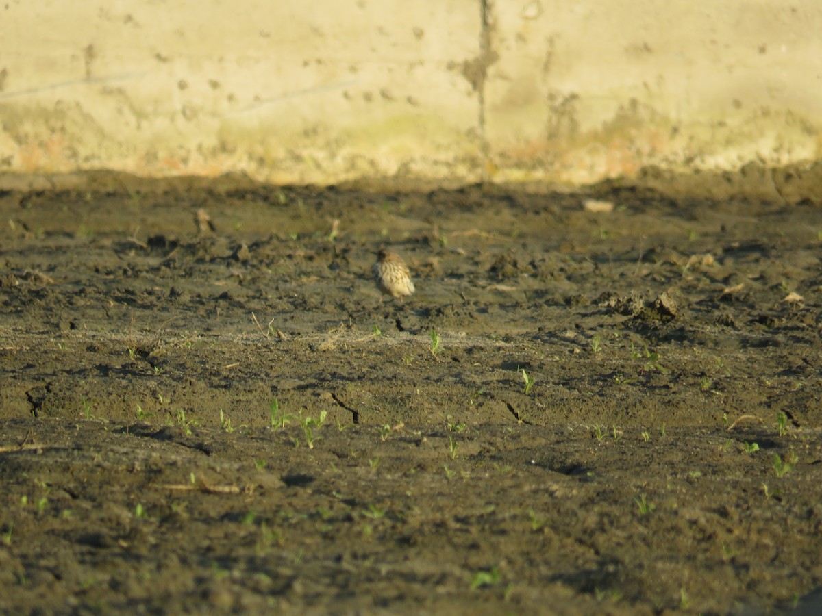 Red-throated Pipit - 俞君 周
