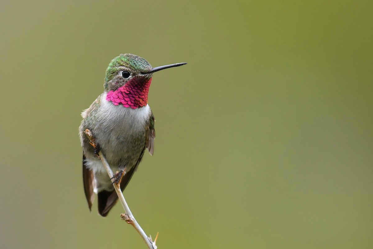 Broad-tailed Hummingbird - ML174738981