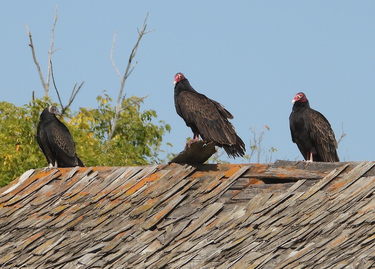 Turkey Vulture - Richard Klauke