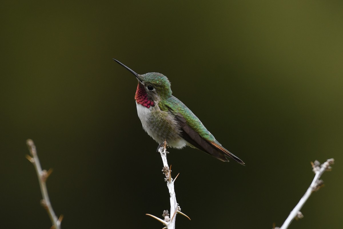 Broad-tailed Hummingbird - ML174739001