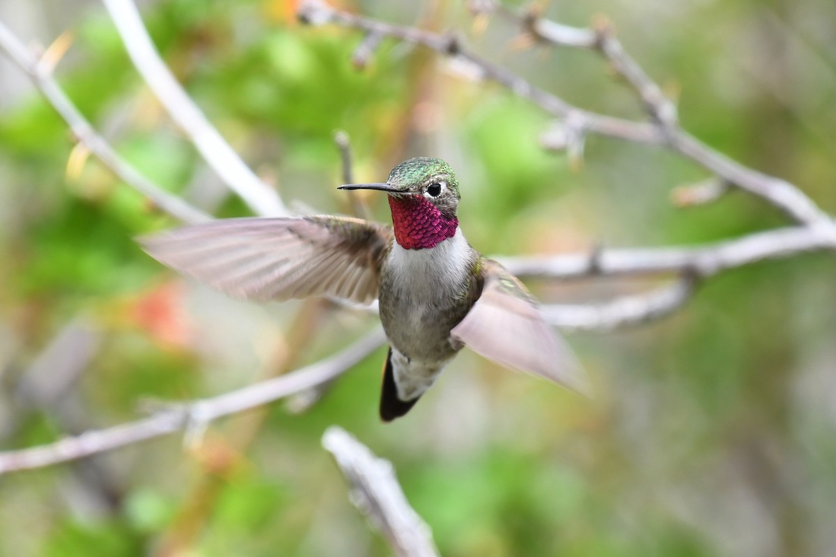 Broad-tailed Hummingbird - ML174739011