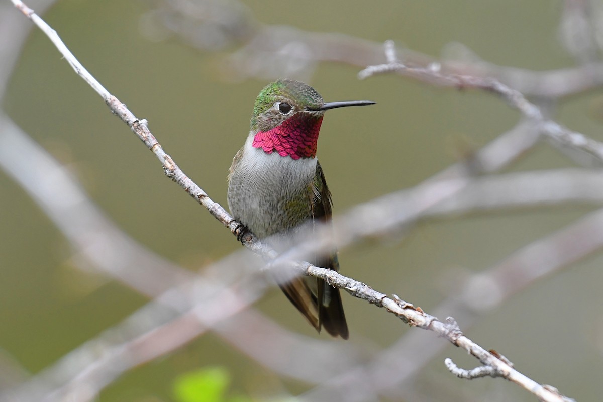 Broad-tailed Hummingbird - ML174739021
