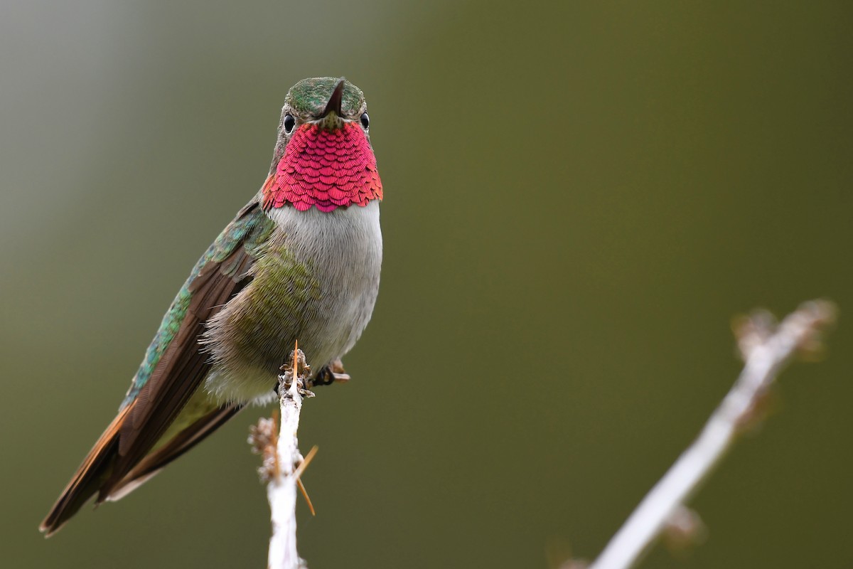 Broad-tailed Hummingbird - ML174739041