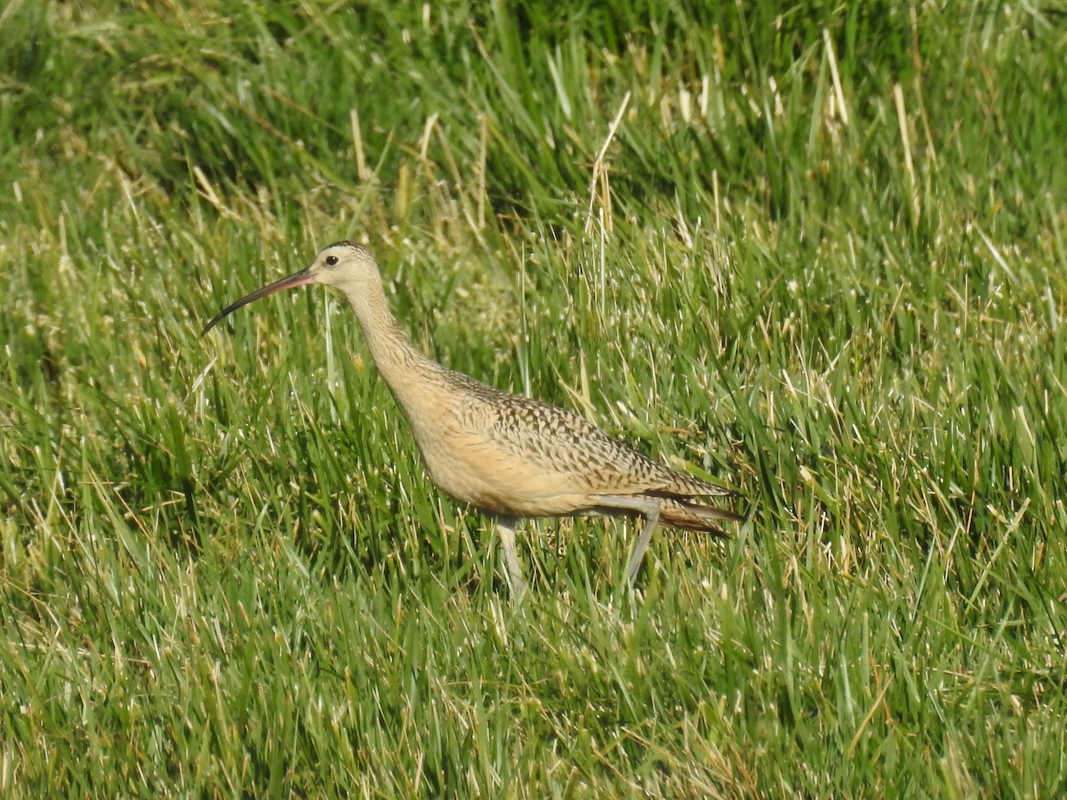 Long-billed Curlew - ML174739311