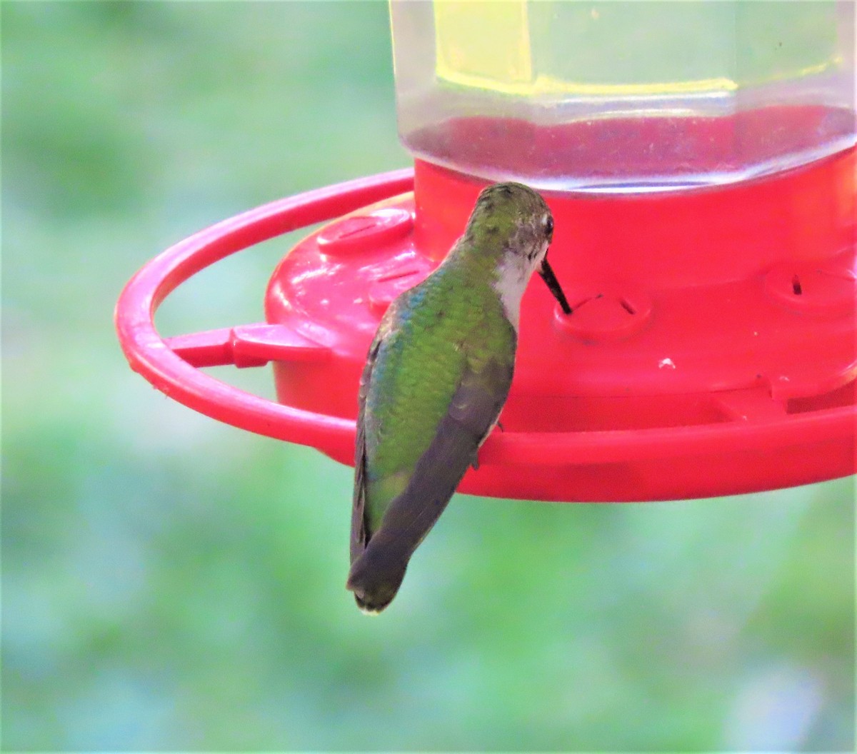 Ruby-throated Hummingbird - ML174743851