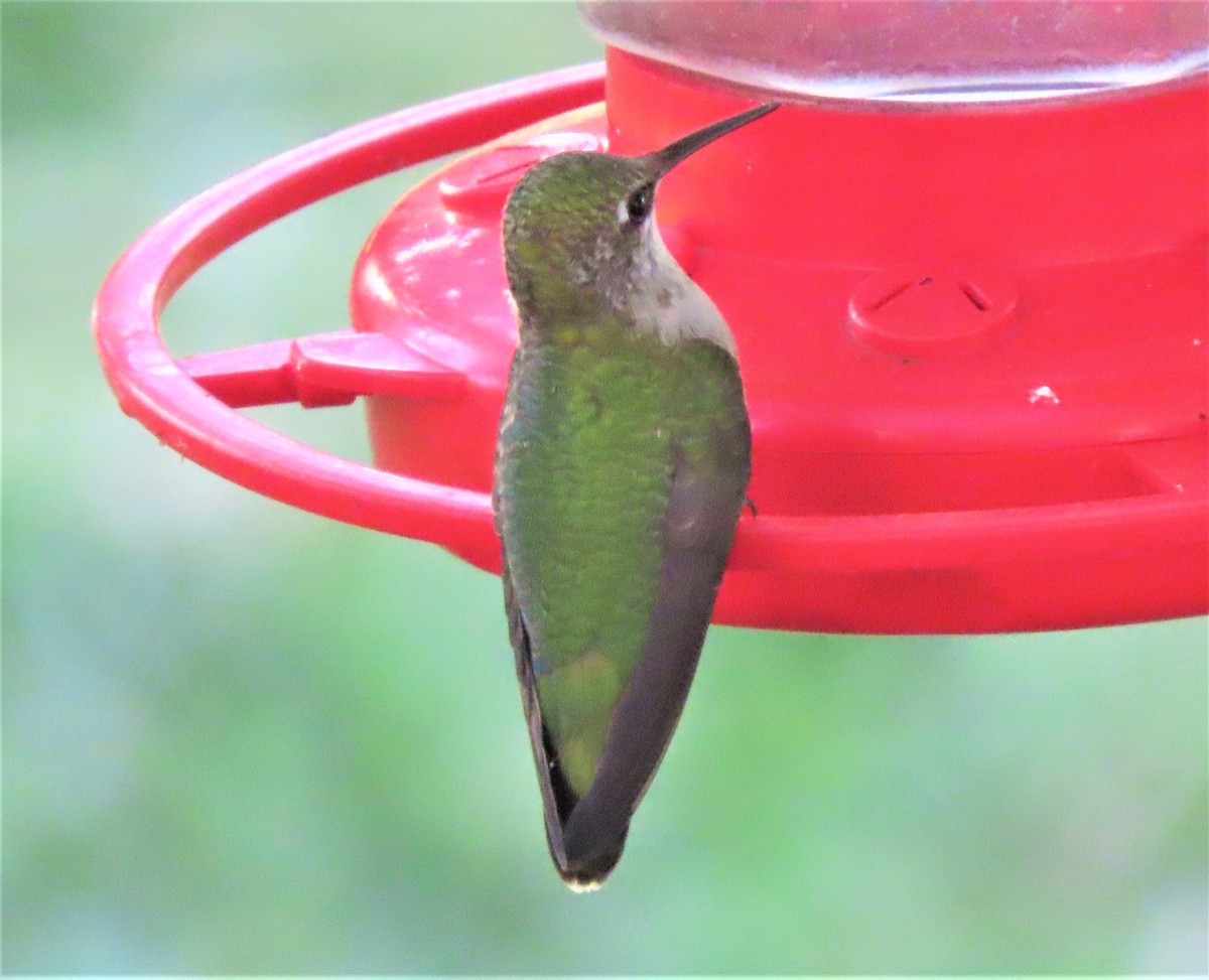 Ruby-throated Hummingbird - ML174743861