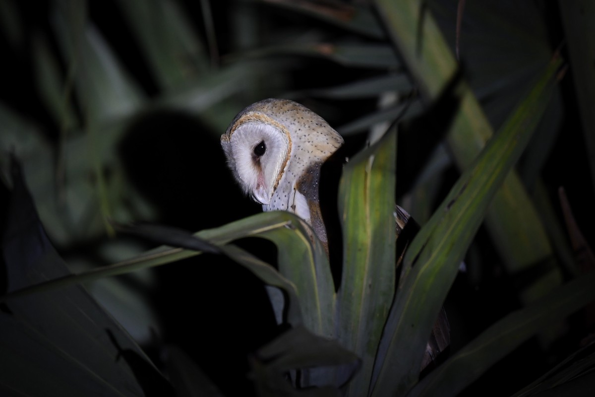 Barn Owl - Sriram Reddy