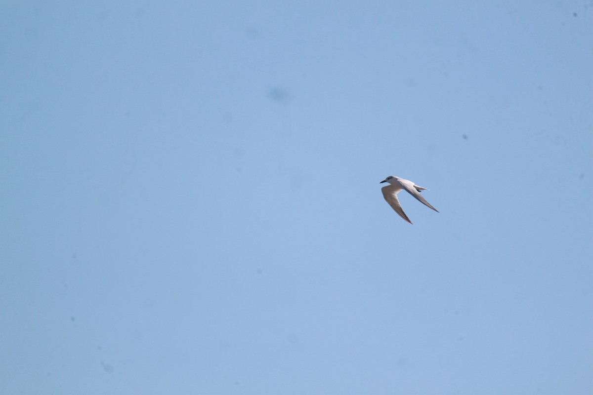 Gull-billed Tern - Miguel Sho