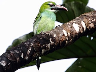  - Tepui Toucanet