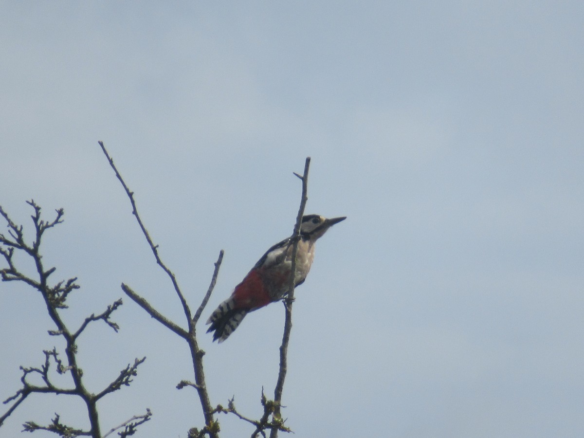 Great Spotted Woodpecker - ML174753321