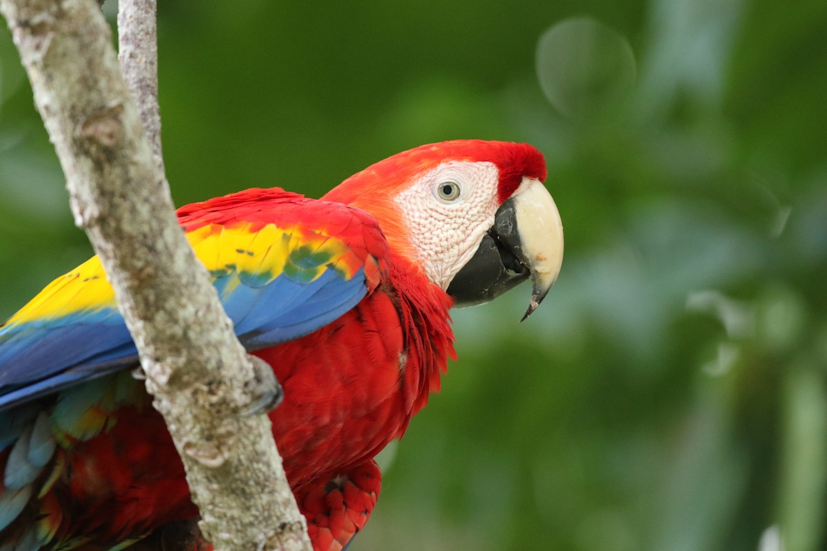 Scarlet Macaw - ML174753851