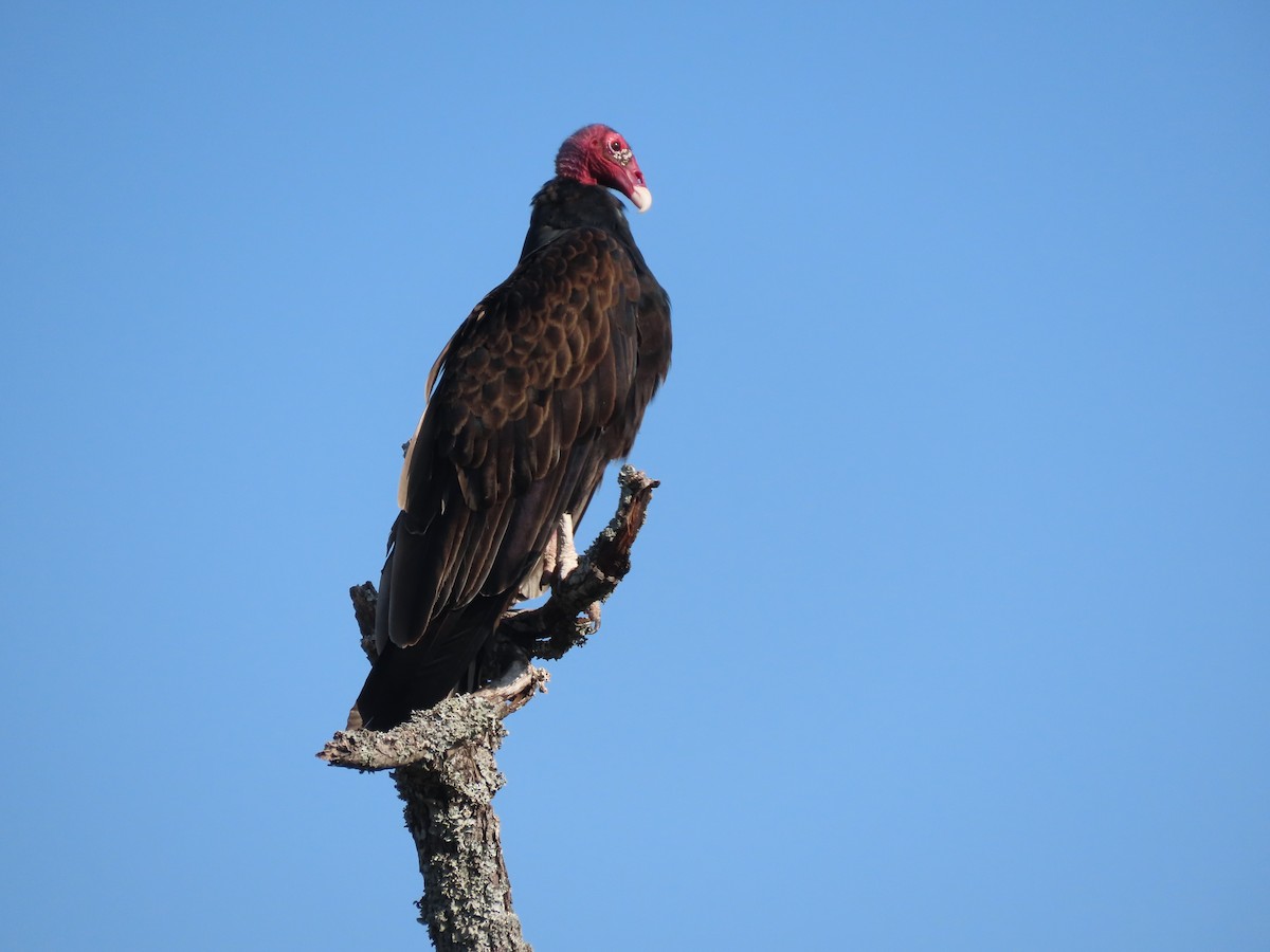 Turkey Vulture - ML174754441