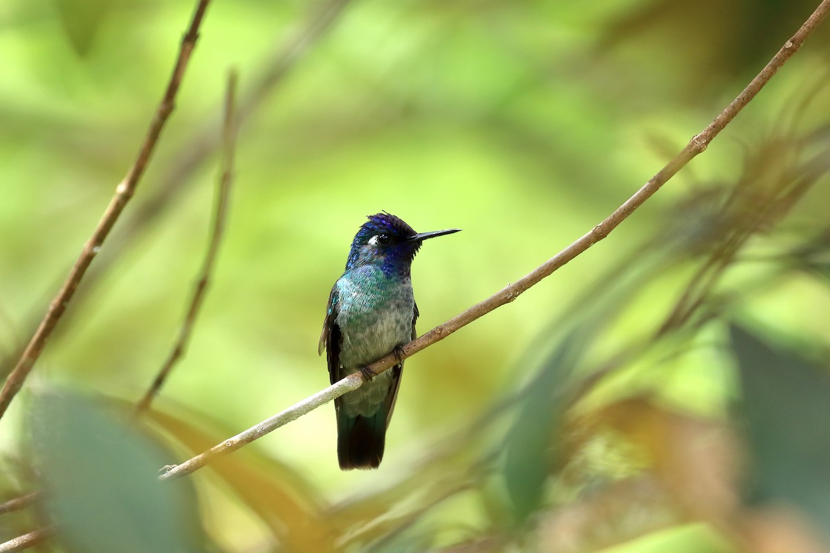 Violet-headed Hummingbird - Johan Chaves