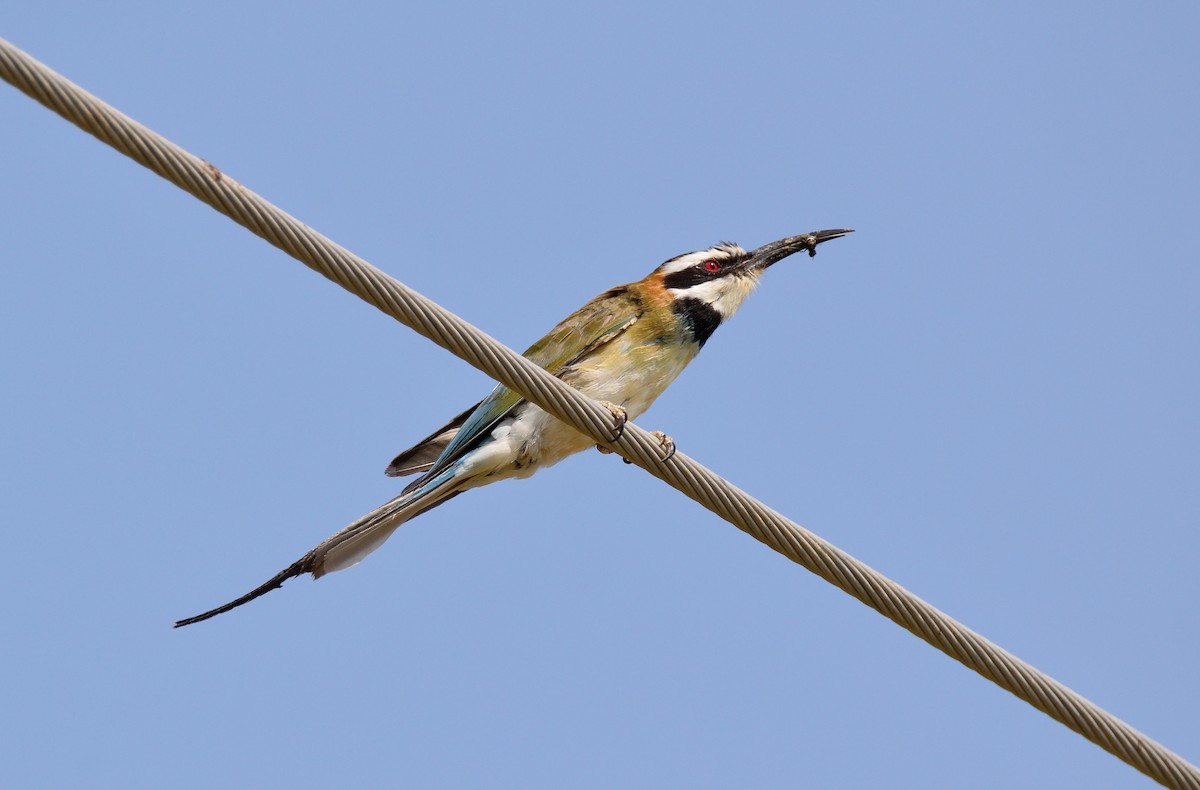 White-throated Bee-eater - ML174755831