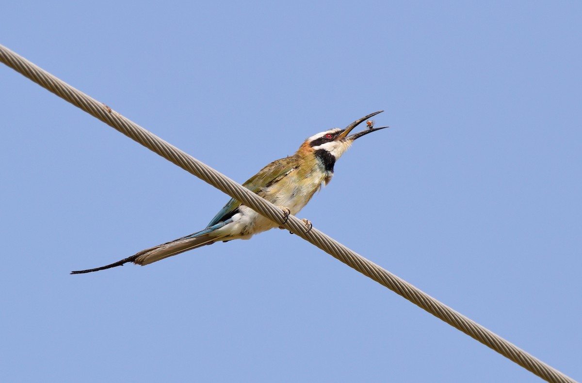 White-throated Bee-eater - ML174755841