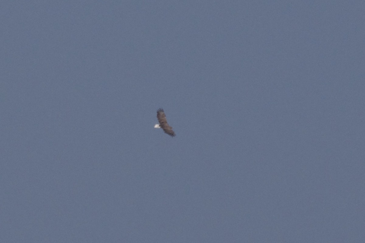 White-tailed Eagle - ML174756241