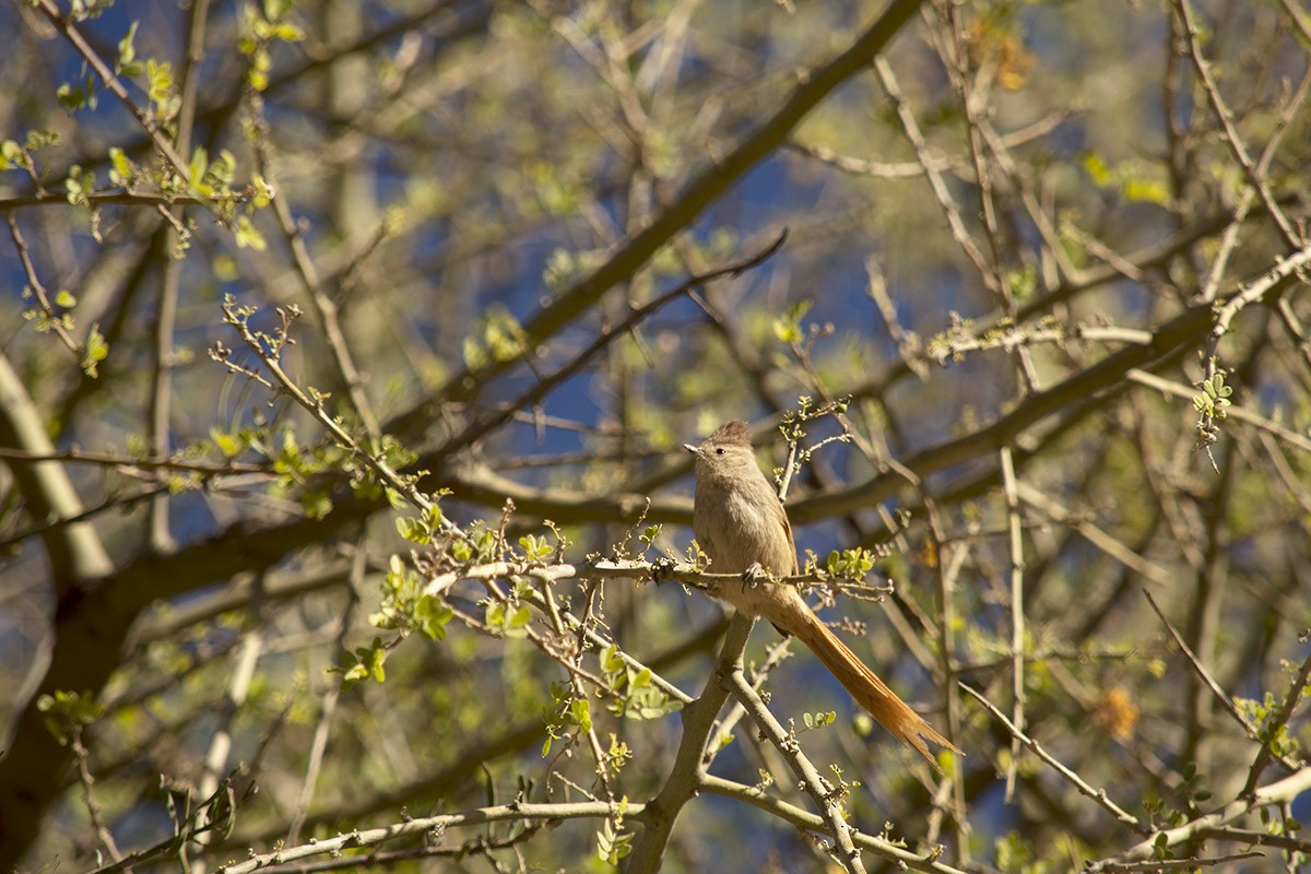 Brown-capped Tit-Spinetail - Adriana Bellotti