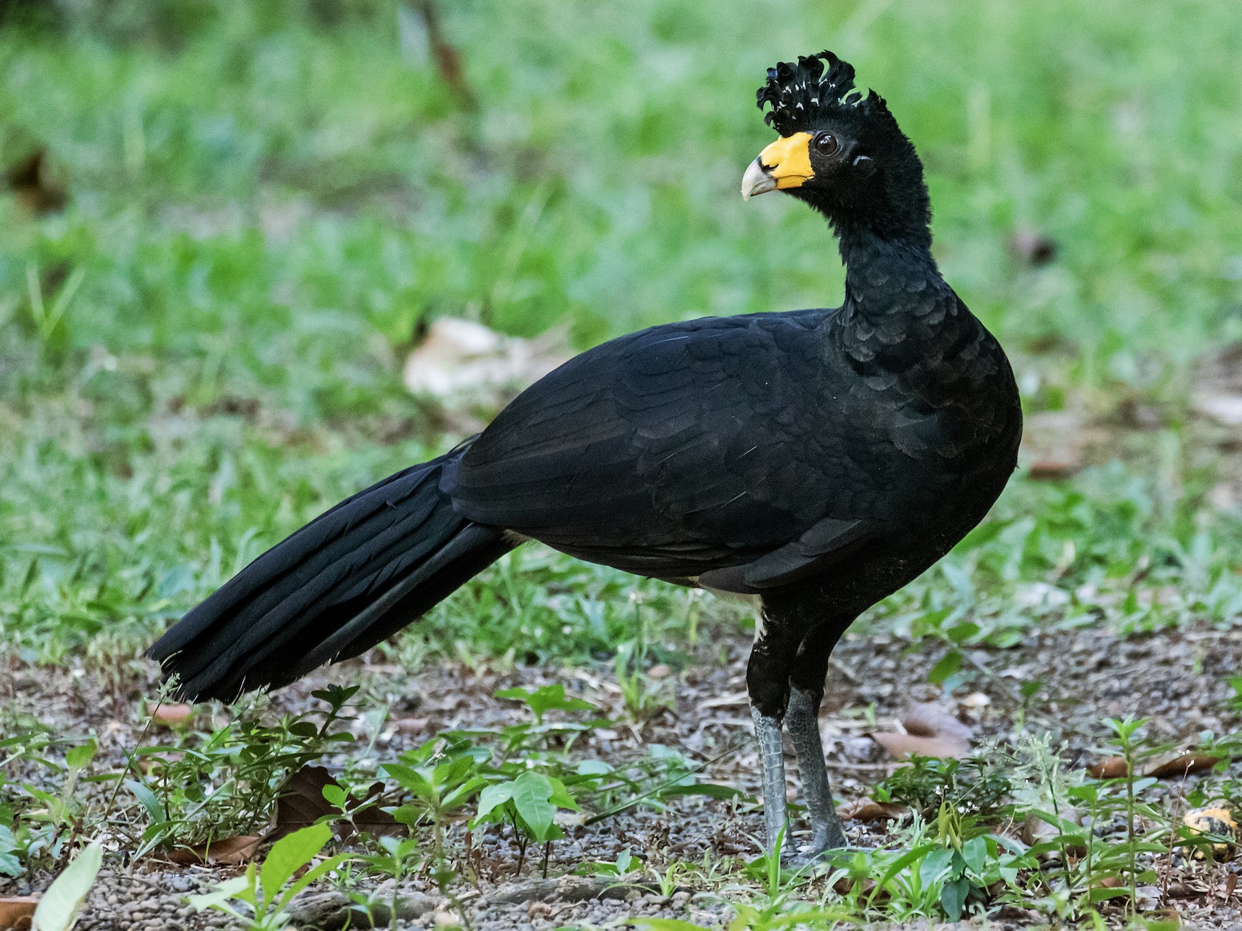 Black Curassow - Nick Athanas