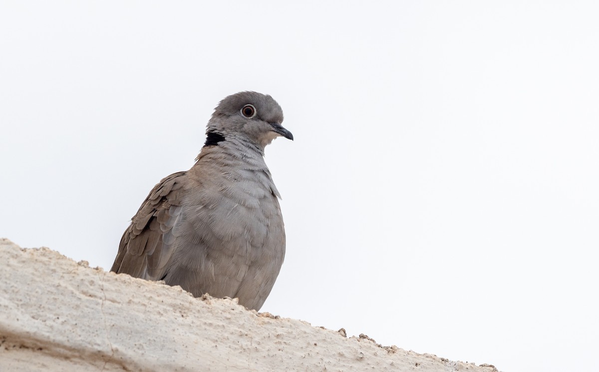 White-winged Collared-Dove - Forest Botial-Jarvis