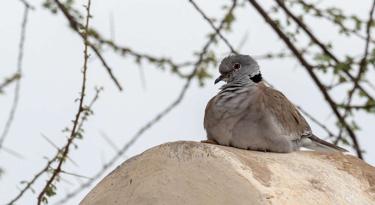 White-winged Collared-Dove - Forest Botial-Jarvis