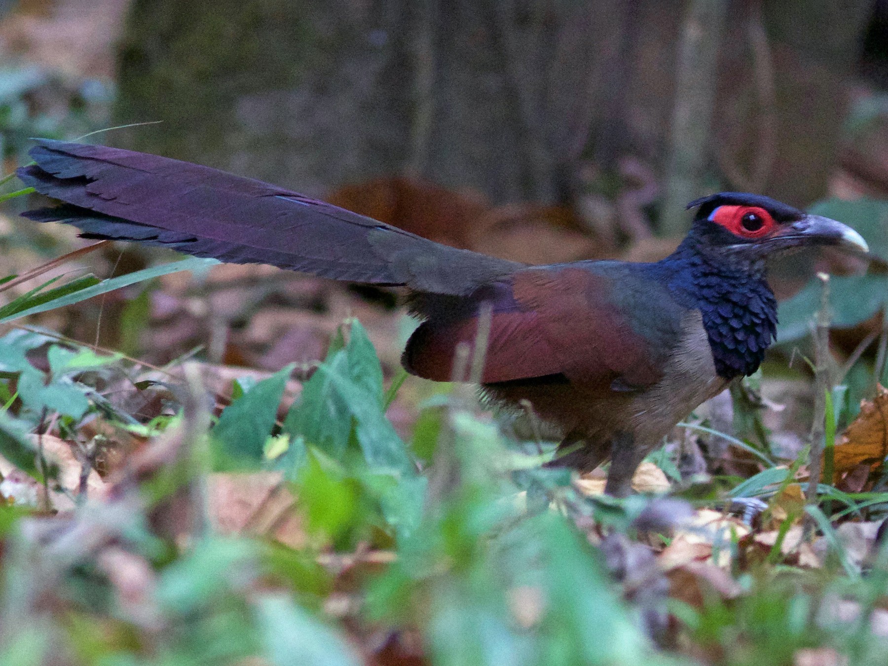 Rufous-winged Ground-Cuckoo - Gabriel Leite